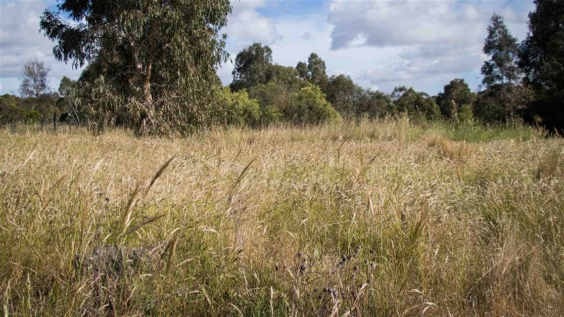 Banyule Northern Grassland Reserve-image