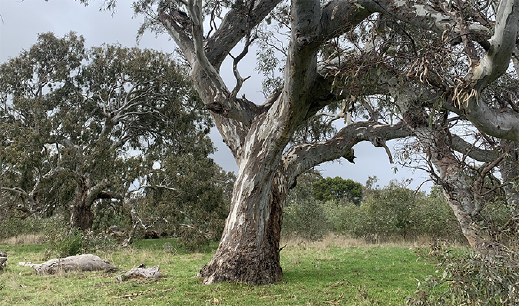 Conservation Area 16, Grassy Eucalypt Woodland-image