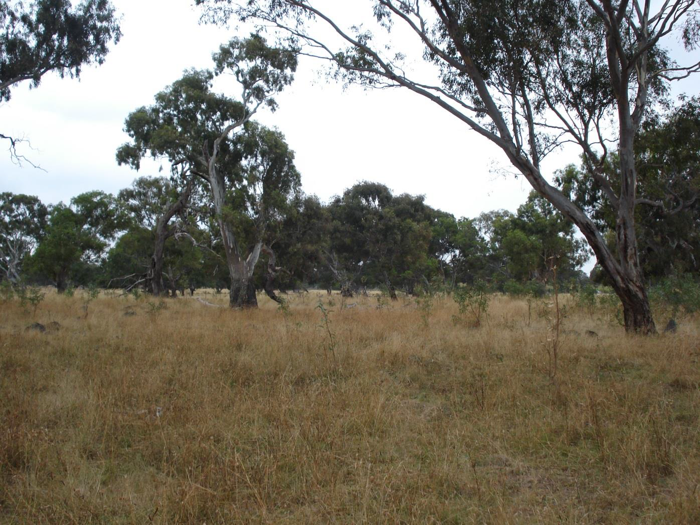 Conservation Area 17, Grassy Eucalypt Woodland-image