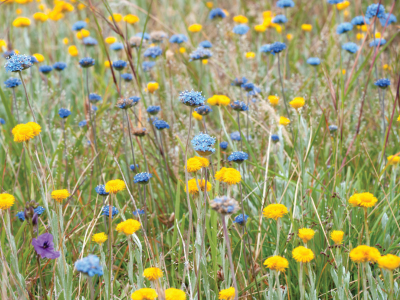 A new list of Victorian grassland flora